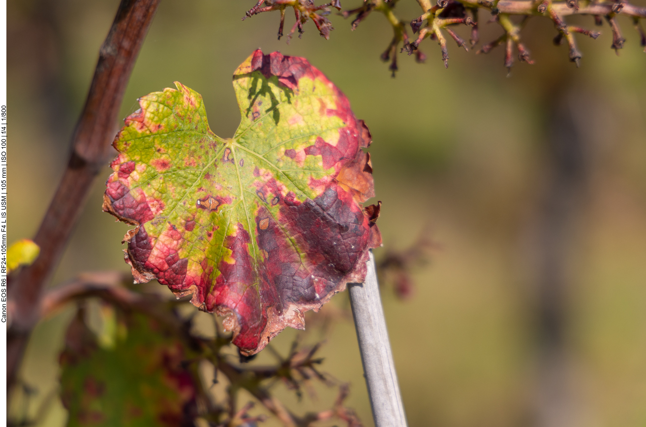 Schöne Weinblätter ...