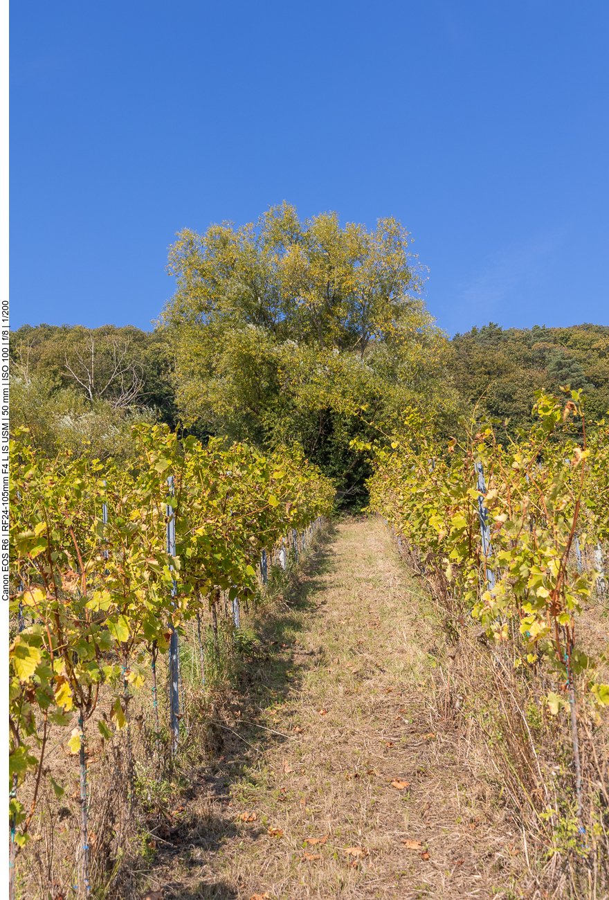 ngasse zu einem herbstlichen Baum