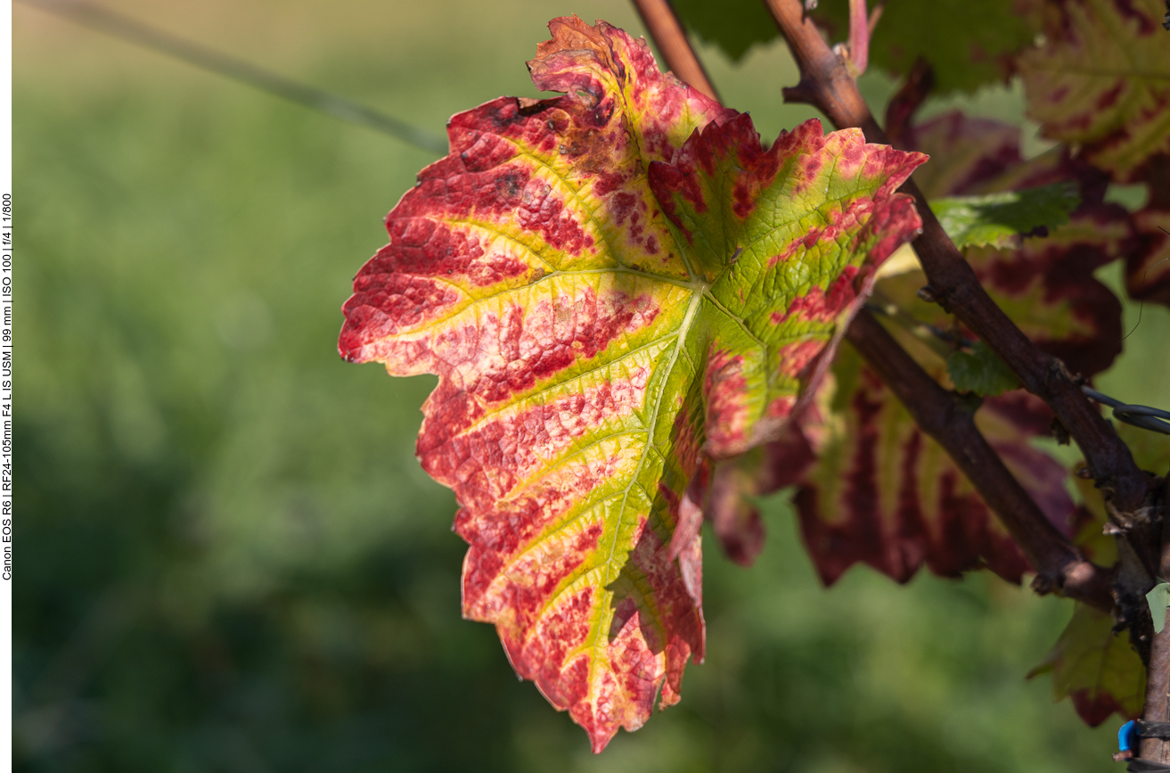 ... finden sich an den Reben