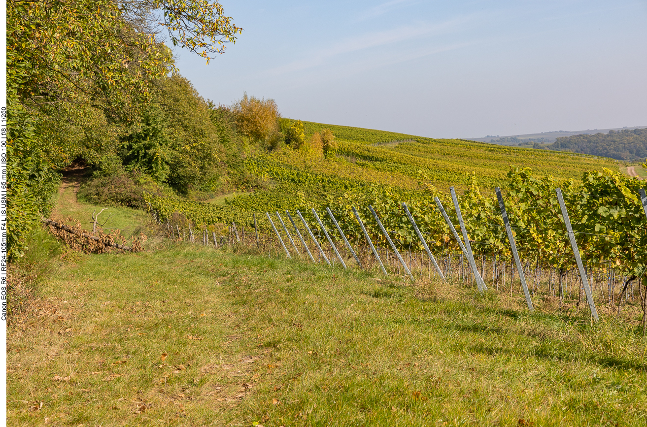 Weinanbau in der Pfalz
