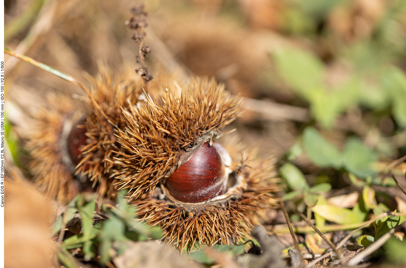 Auch Edelkastanien findet man jetzt reichlich
