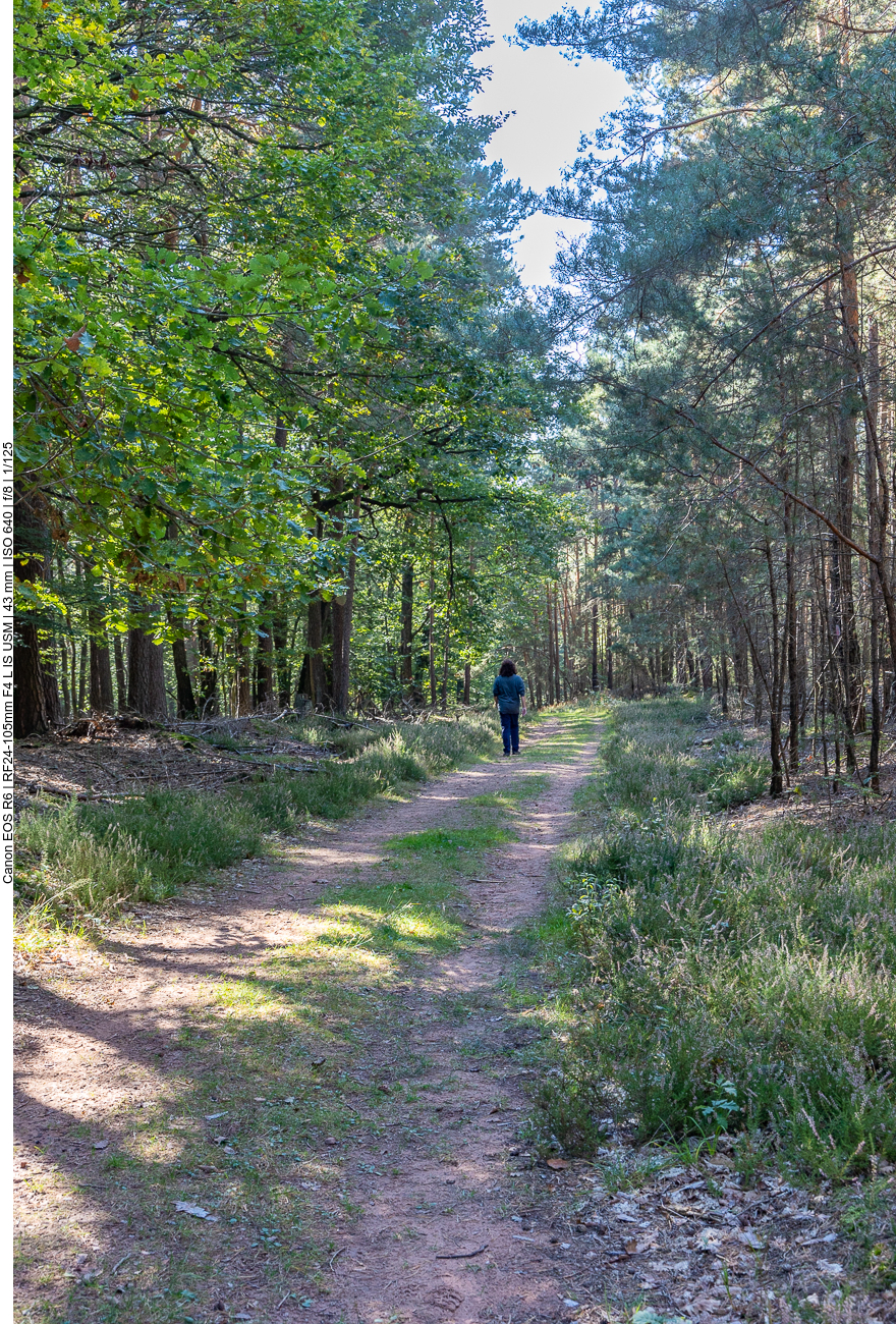 Durch den Wald laufen wir zurück