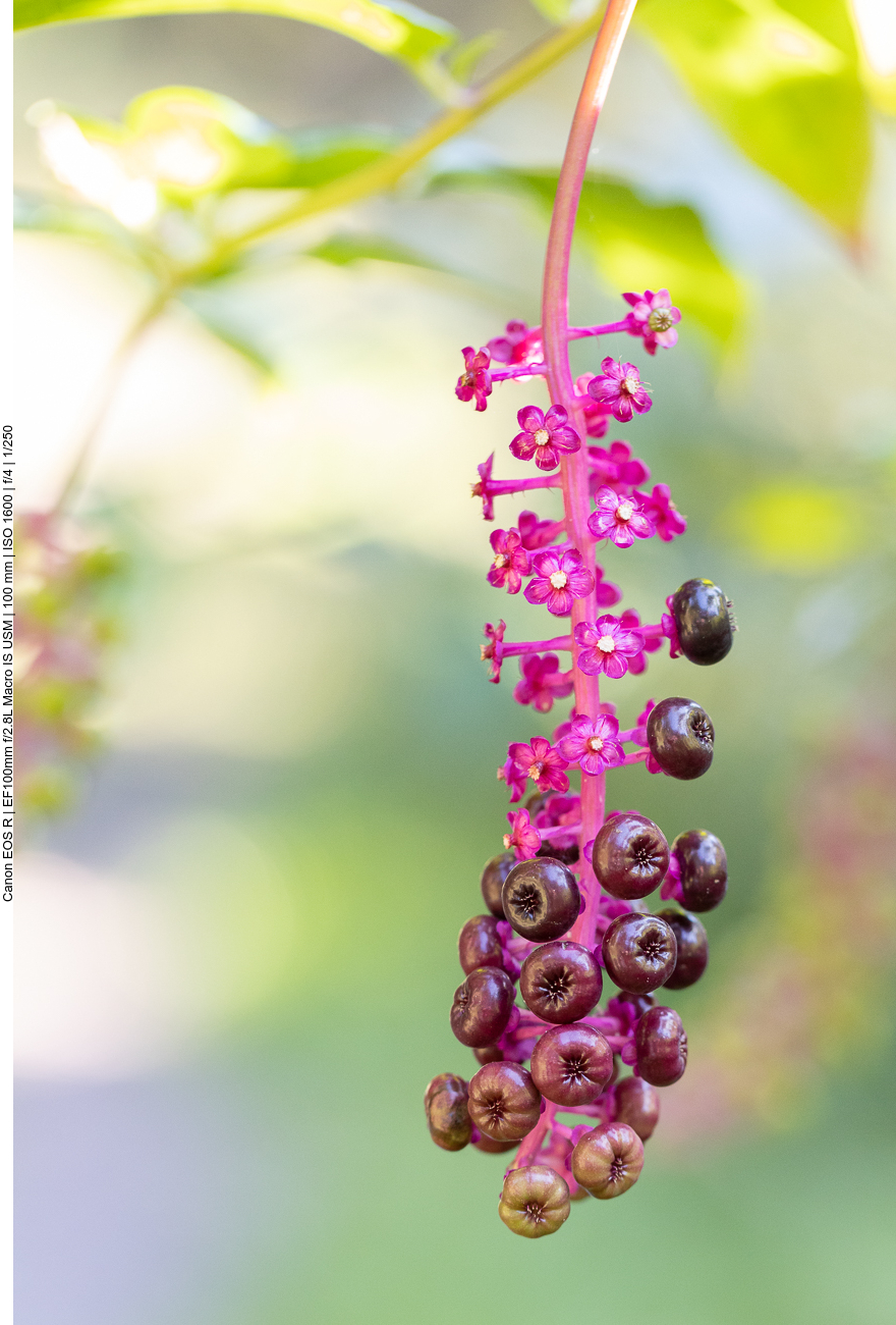 Amerikanische Kermesbeere [Phytolacca americana]