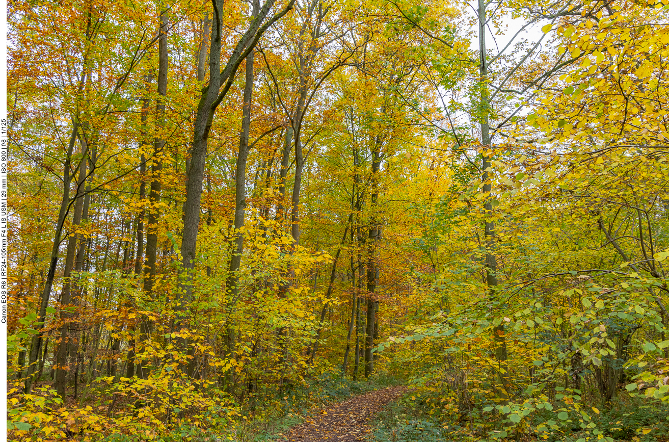 Leuchtendes Herbstlaub