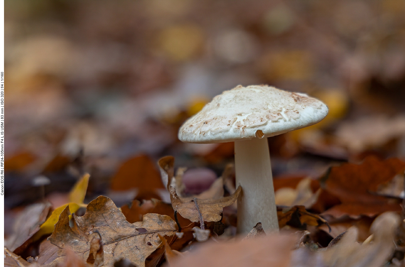 Die Pilze sprießen ...
