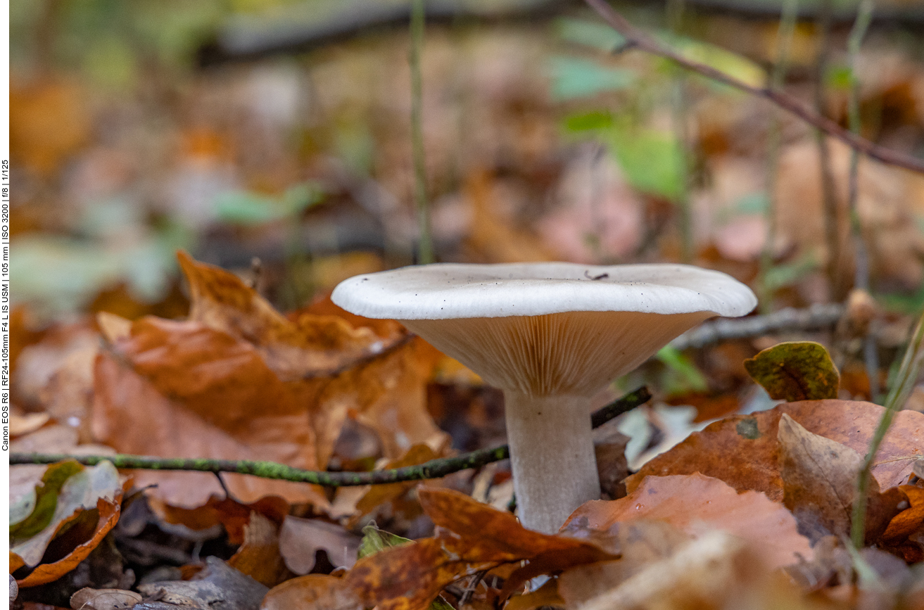 ... diesen Herbst etwas verhaltener