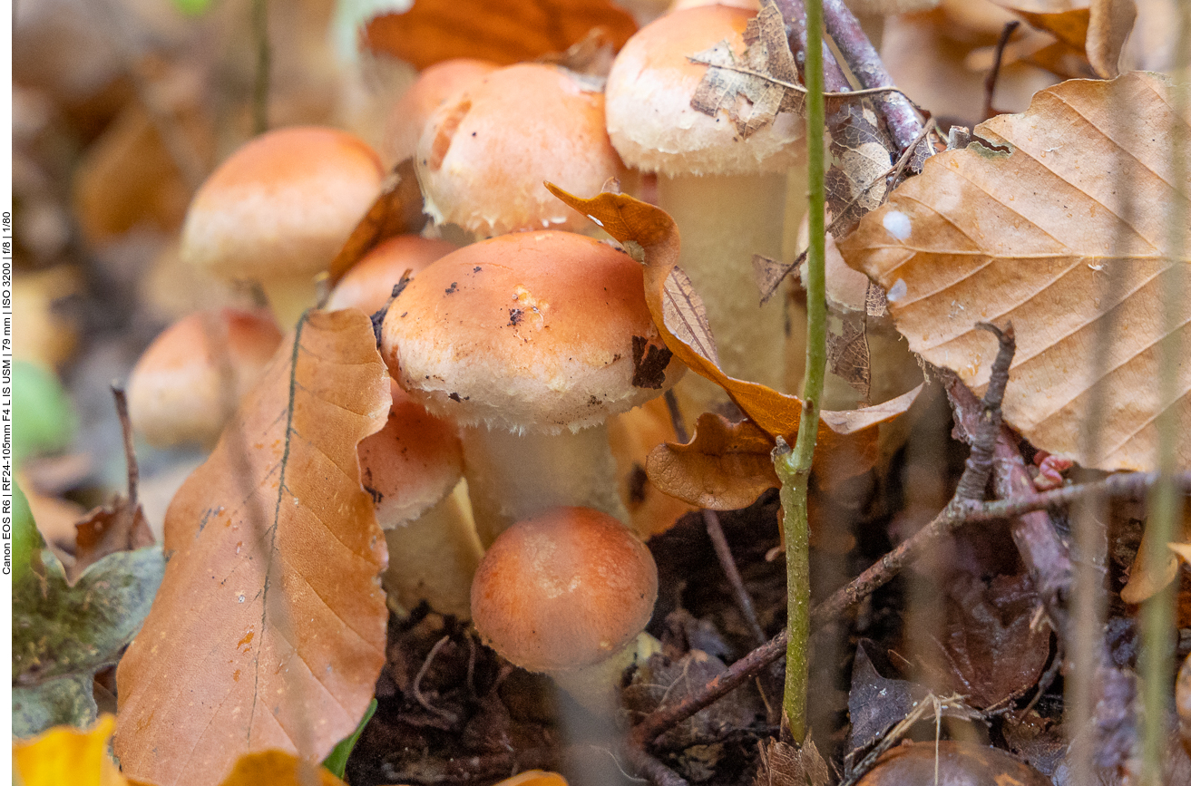 Einige Schwammerl verstecken sich unter dem Laub ...
