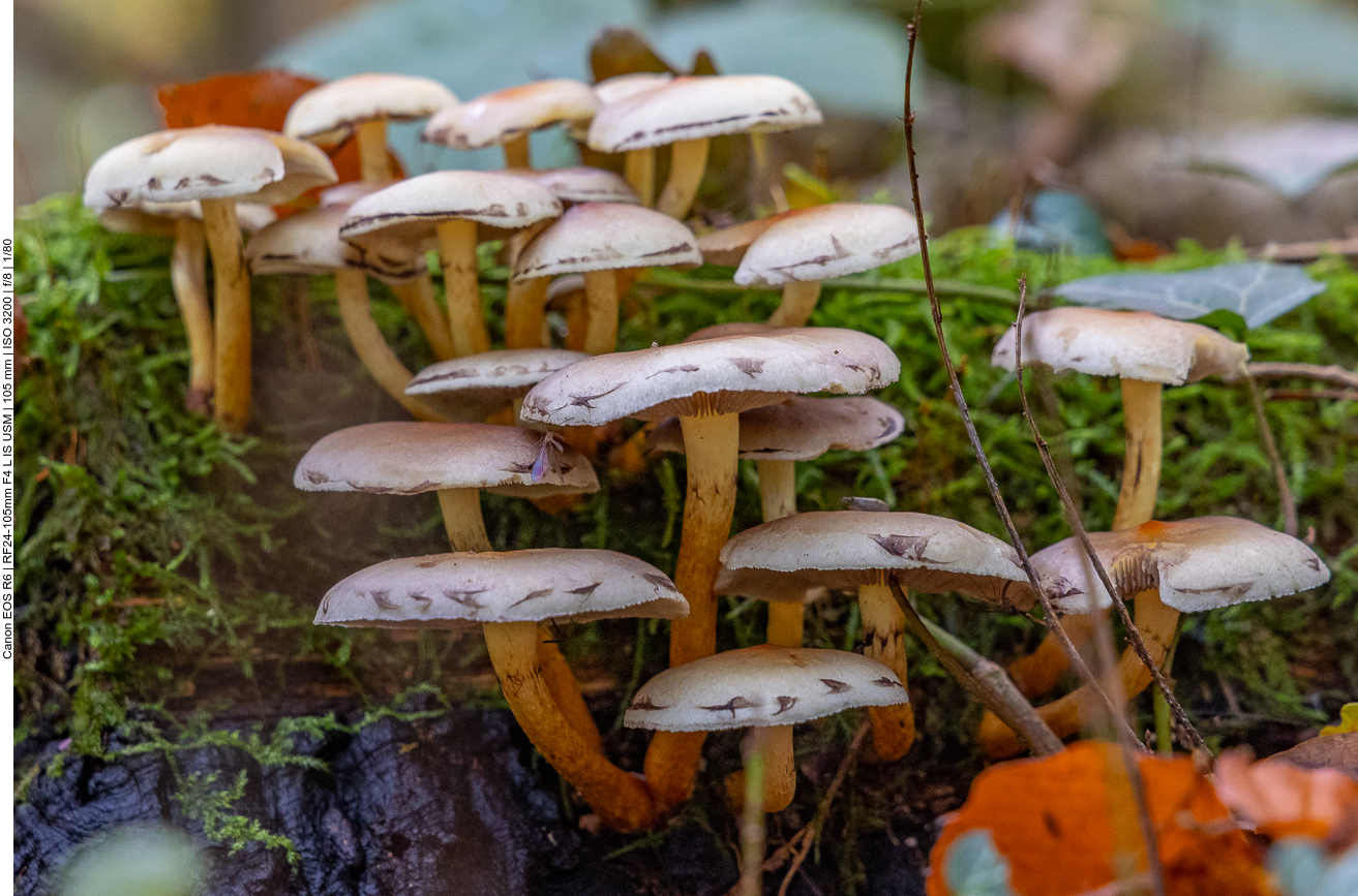 ... andere formieren sich zu größeren Gruppen