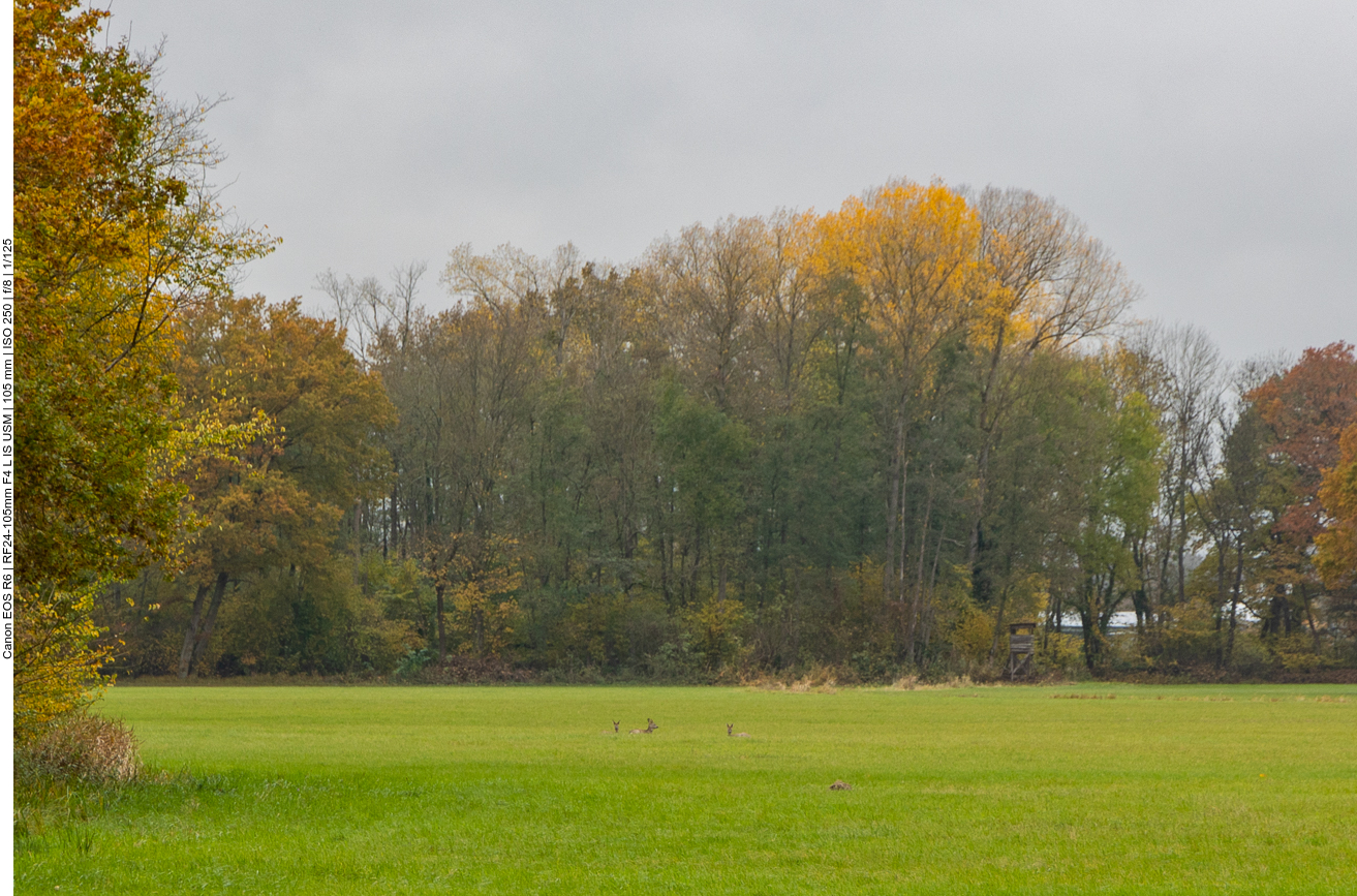 Rehe rasten auf einer Wiese, leider viel zu weit weg