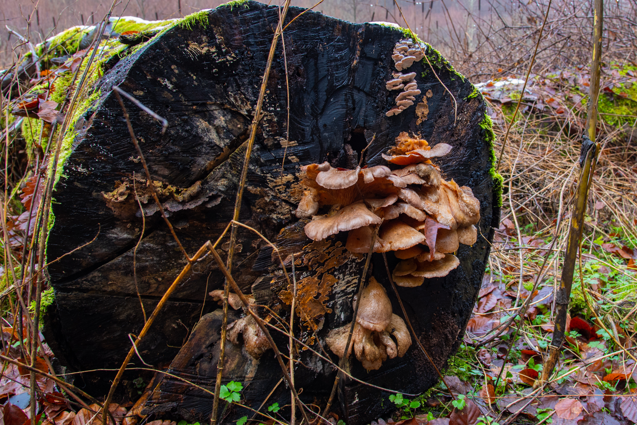 Zahn der Zeit in Pilzform