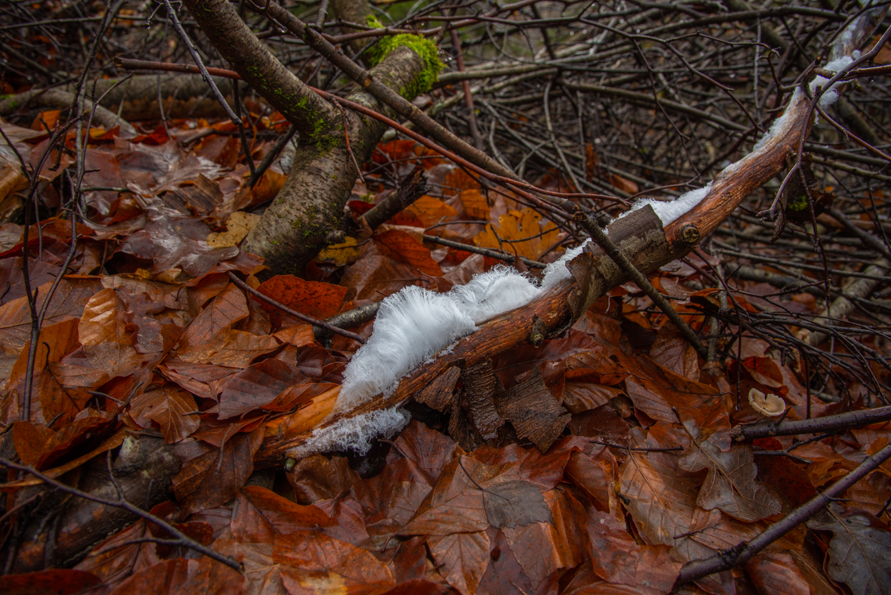 Haareis: Ist der Baum von einem Pilz (Rosagetönter Gallertkruste) befallen, wirkt dieser als Kristallisationskeim, an dem sich die feinen Kristalle des Haareises bilden können