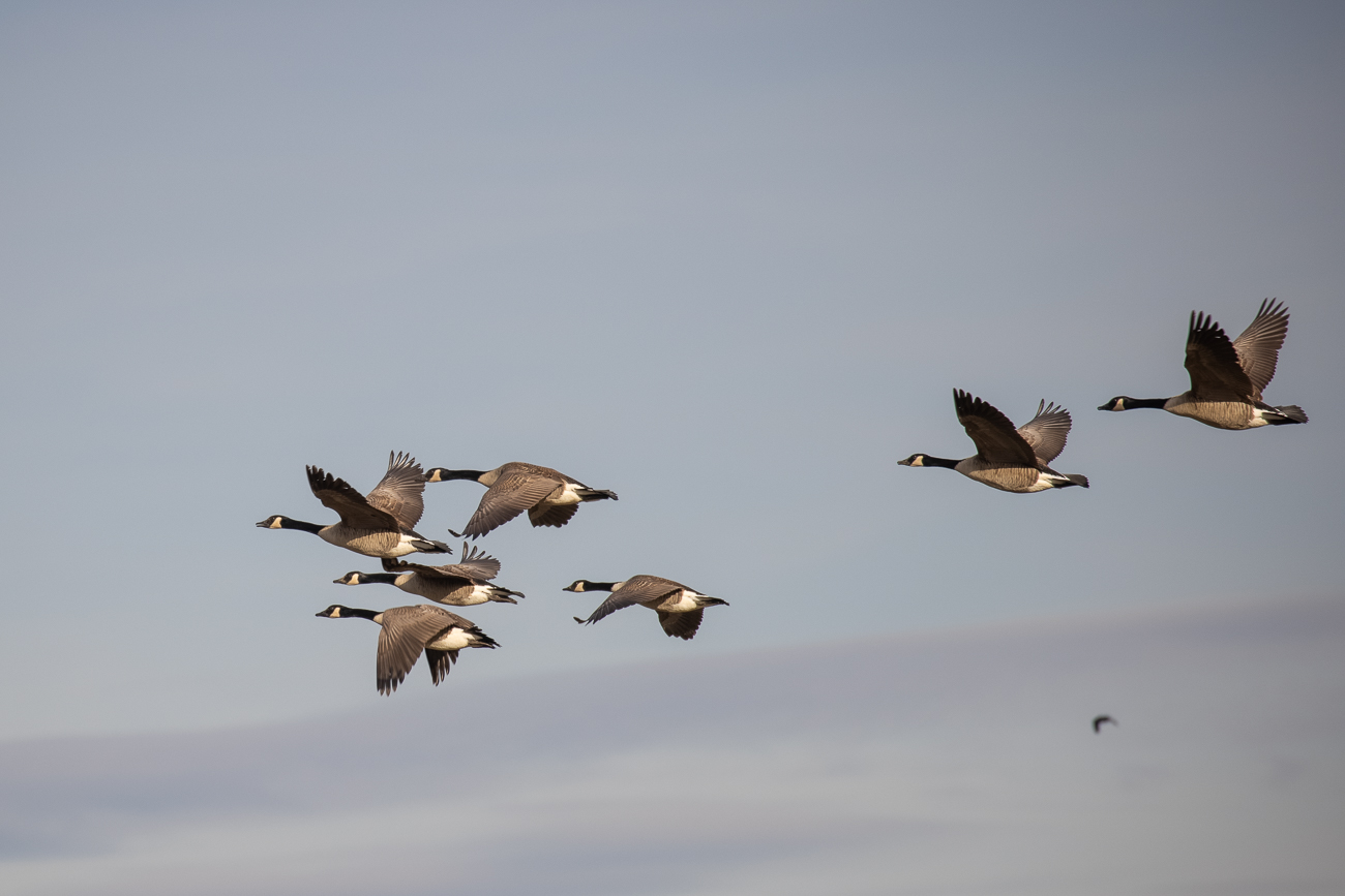 Überflug einiger Kanadagänse