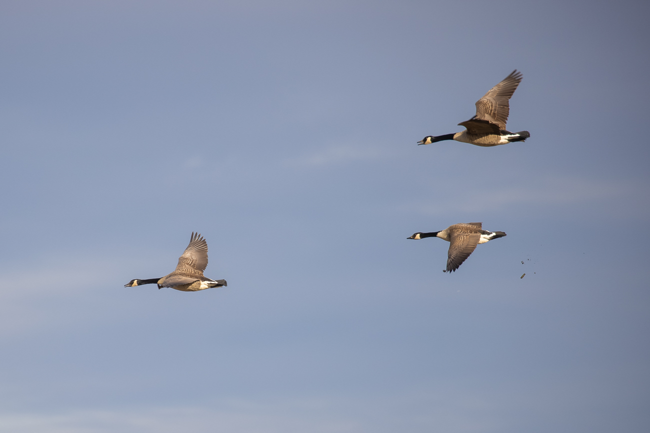 Kanadagänse, eine verliert gerade ihren Darminhalt