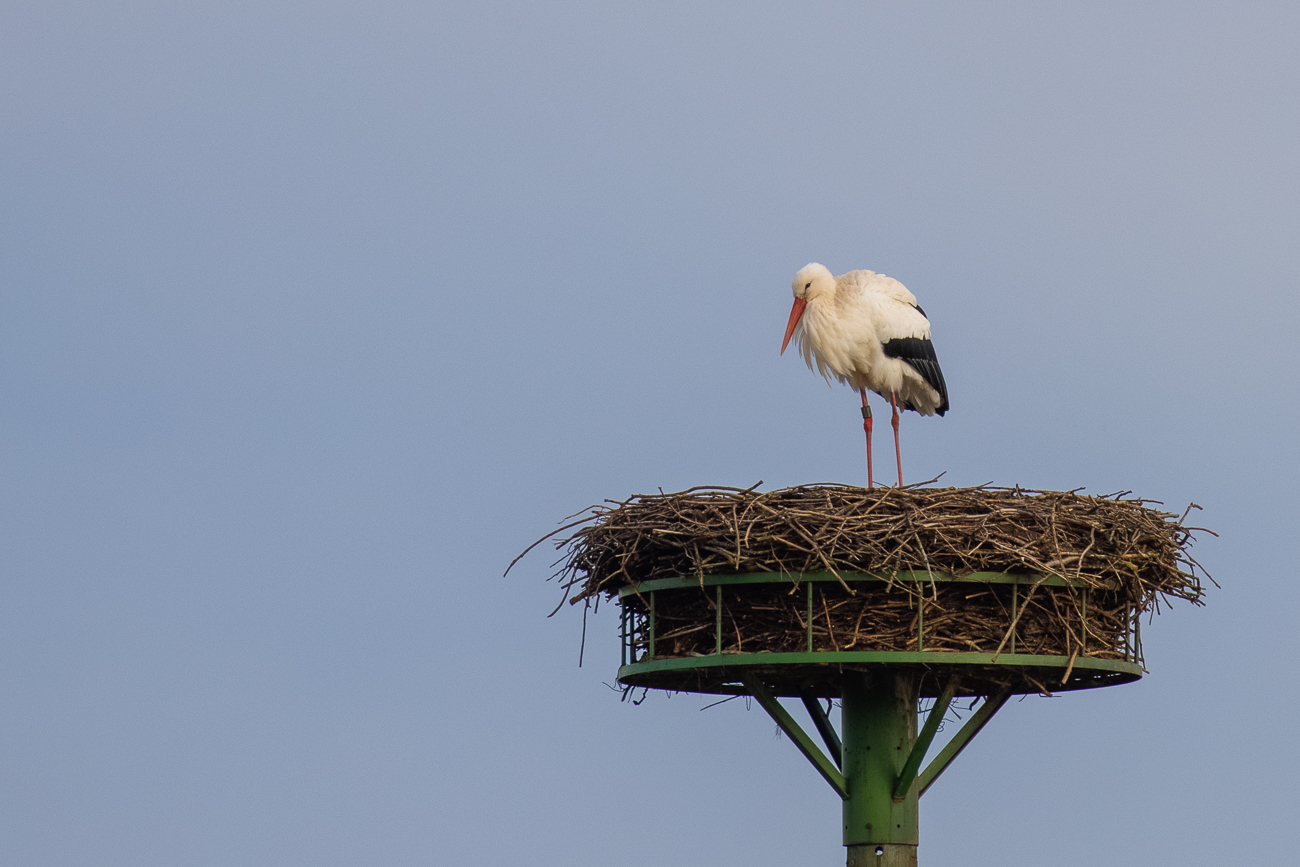 Eigentlich bin ich wegen ihm hier nach Beeden gekommen