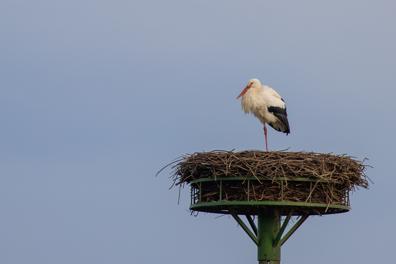 Meister Adebar thront auf seinem Nest