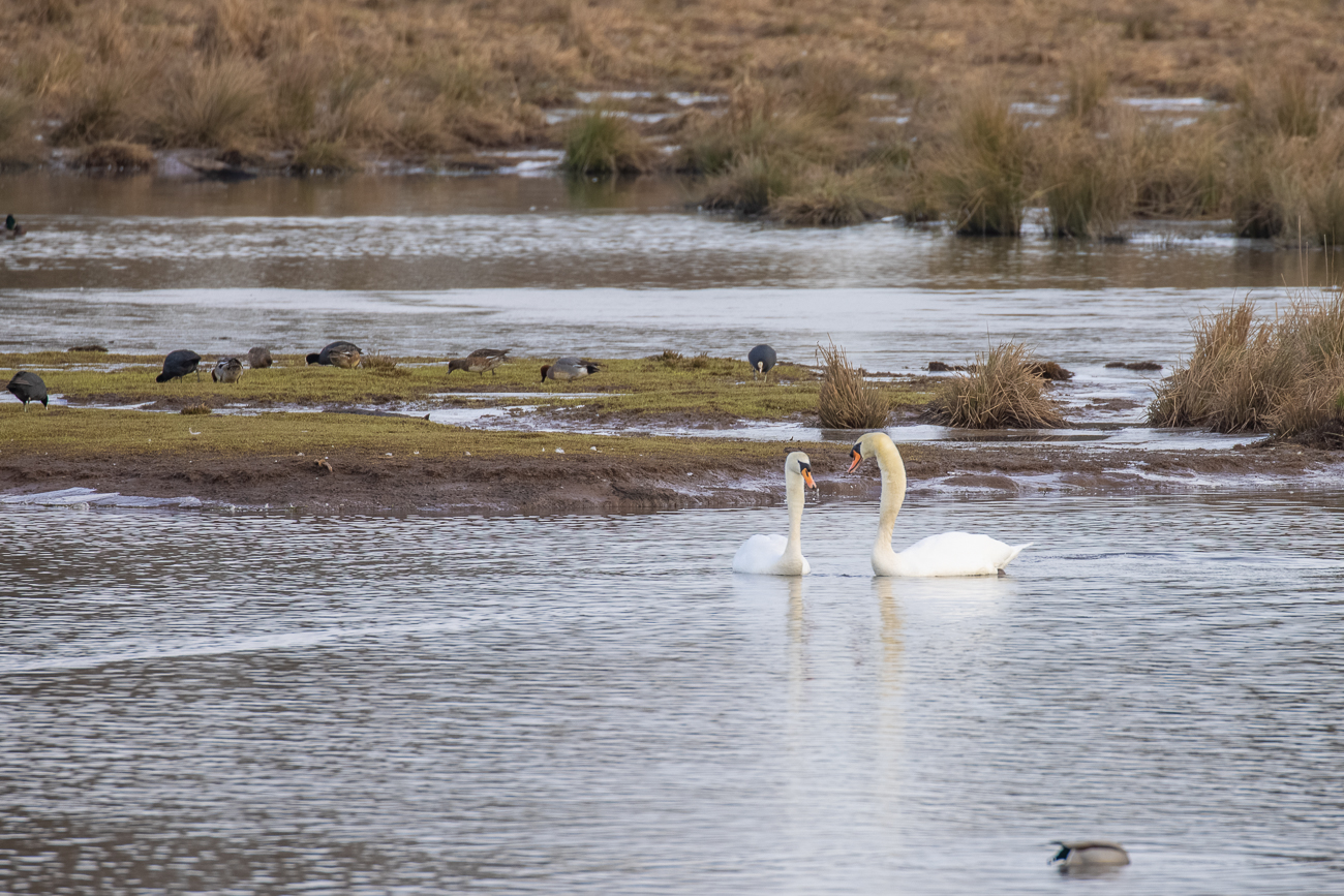 Schwäne beim Liebesspiel