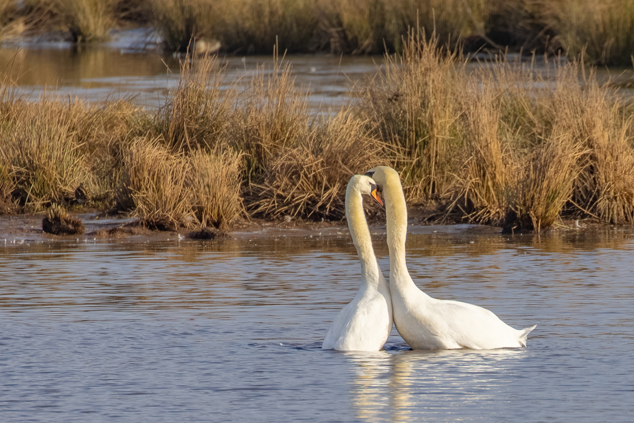 Schwäne beim Liebesspiel