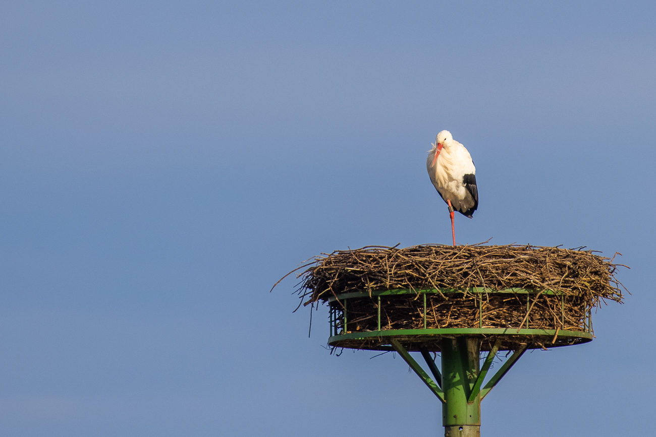 Einer hält Wache im Nest ...