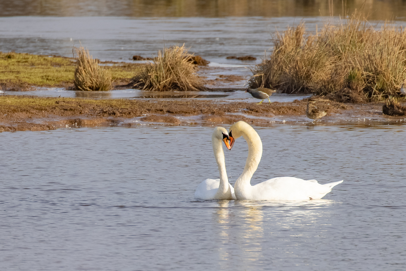 Schwäne beim Liebesspiel