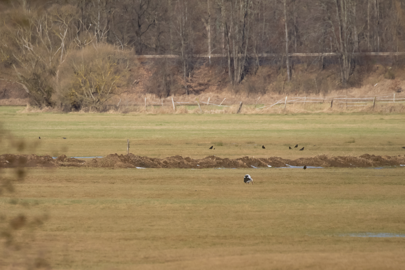 ... der andere ist weit weg auf Futtersuche