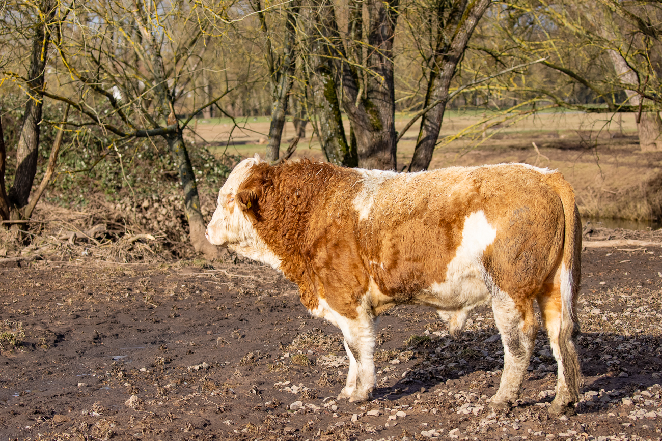 Schöner Bulle auf der Weide