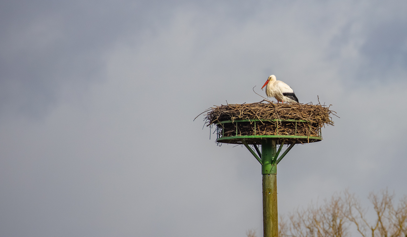 Meister Adebar hält Wache im Nest