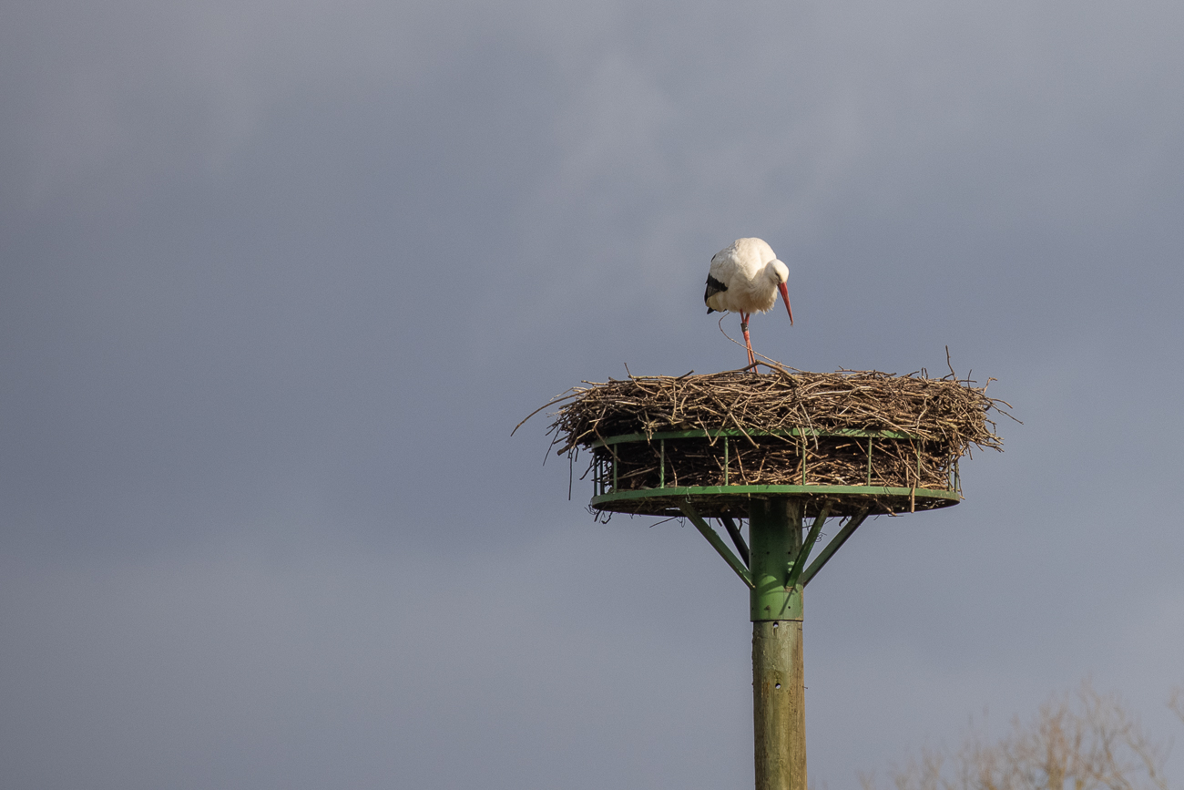 Er zupft hier und da an den Zweigen herum ...
