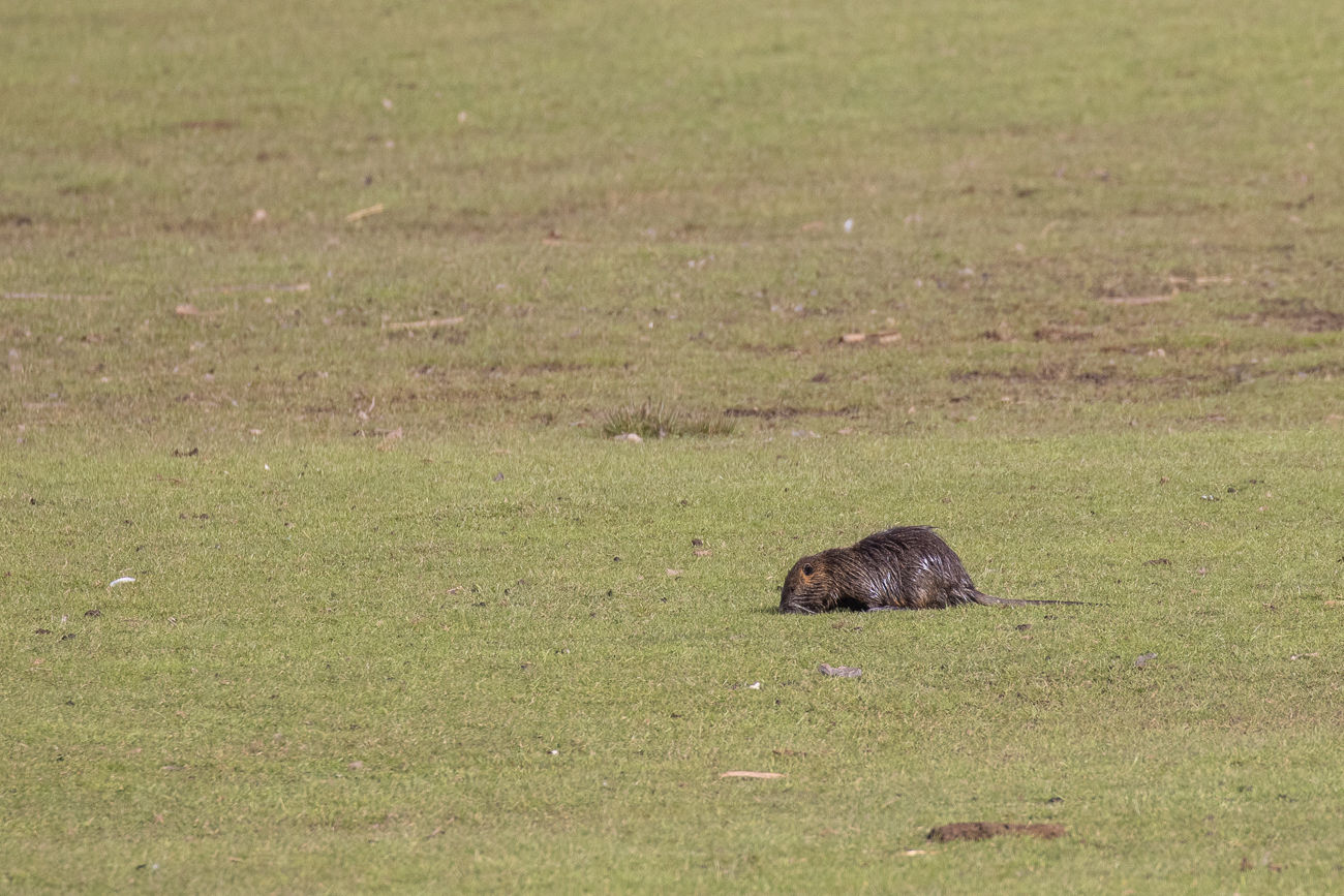 Nutria beim Grasen