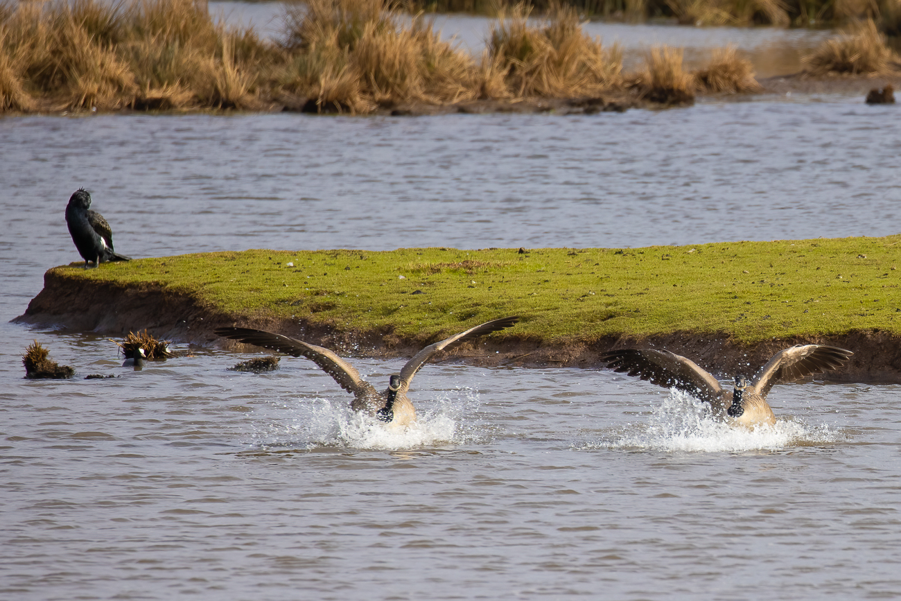 Zwei landende Kanadagänse