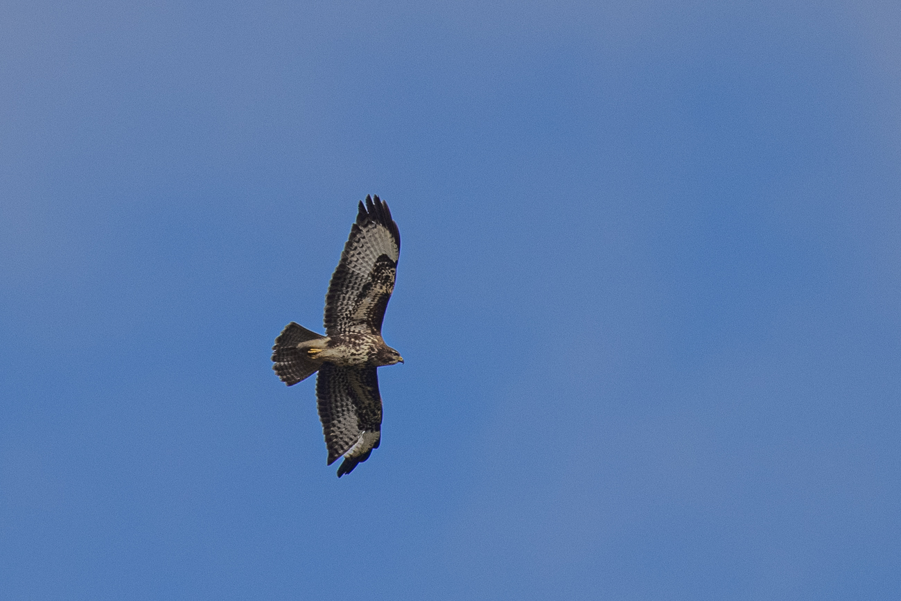 Bussard beim Überflug