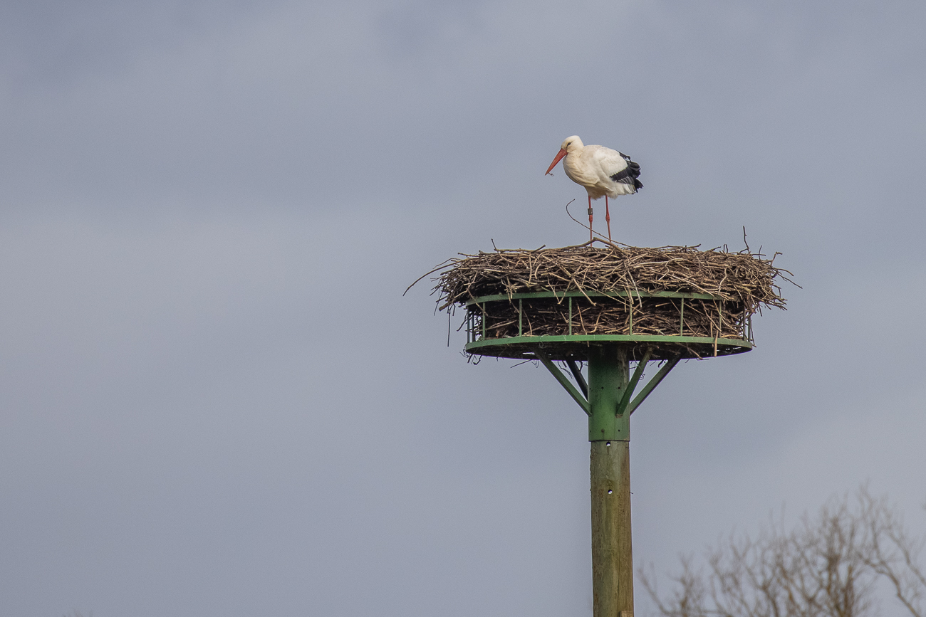 ... und wartet wohl auf die Ablösung