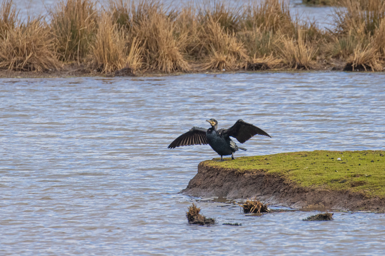 Kormoran trocknet seine Federn