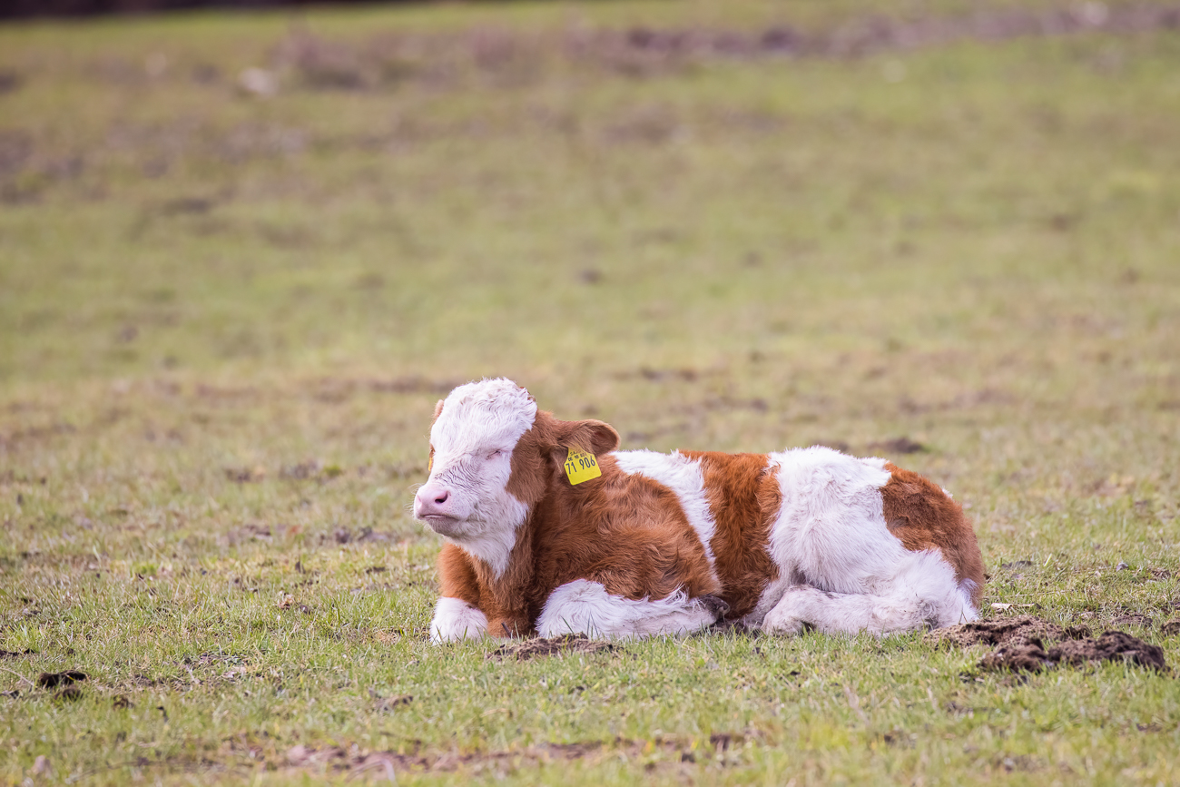 Das Kälbchen döst unbeeindruckt weiter