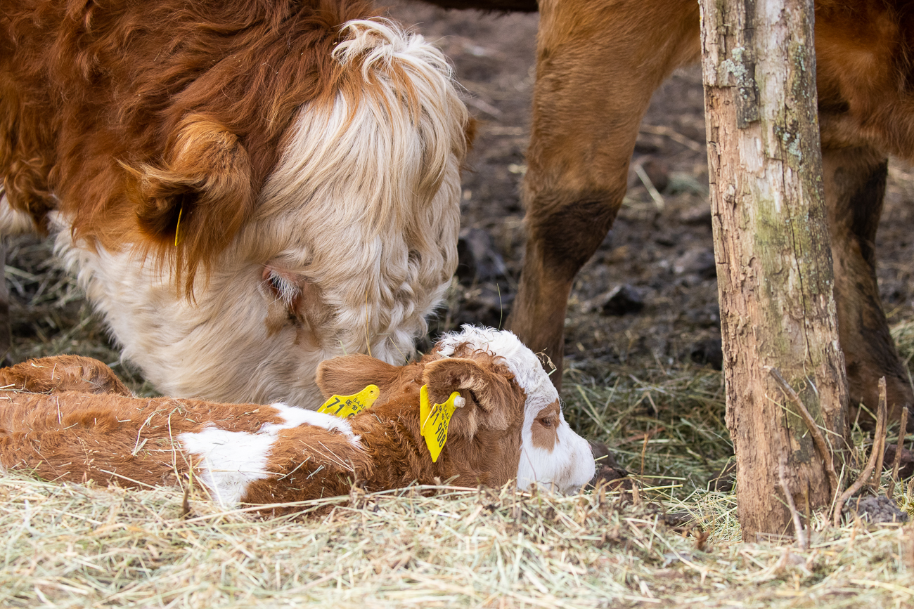 Junges Kälbchen liegt im Heu