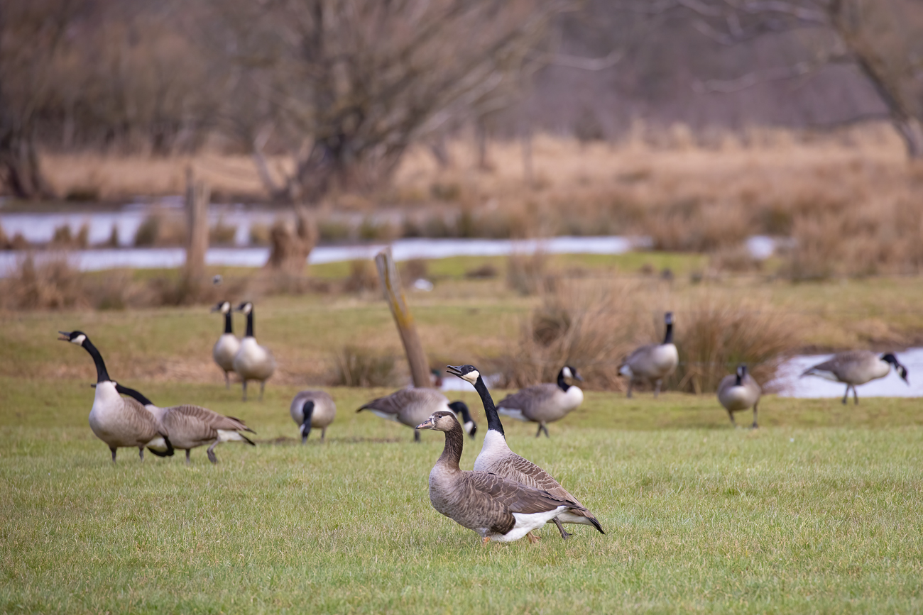 Die Kanadagänse sind ganz aufgeregt ...
