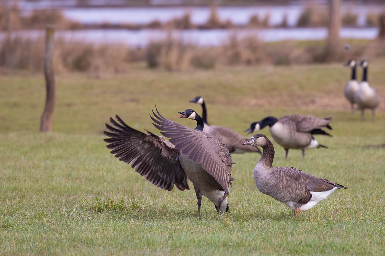 ... schnatternd und flügelschlagend laufen sie über die Weide