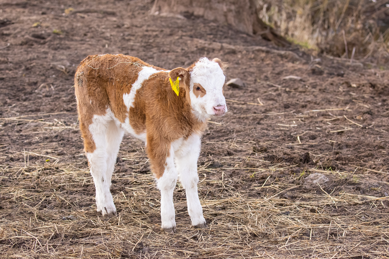 ... steht es auf und läuft zur Mutterkuh ...