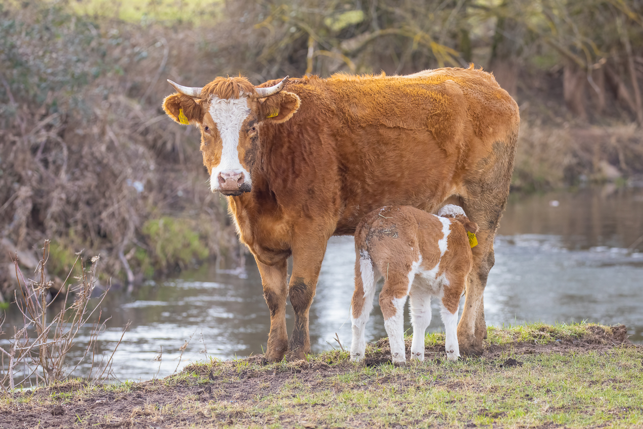 Die Milchbar ist geöffnet ;-)
