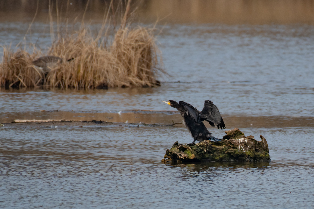 Kormoran trocknet seine Federn