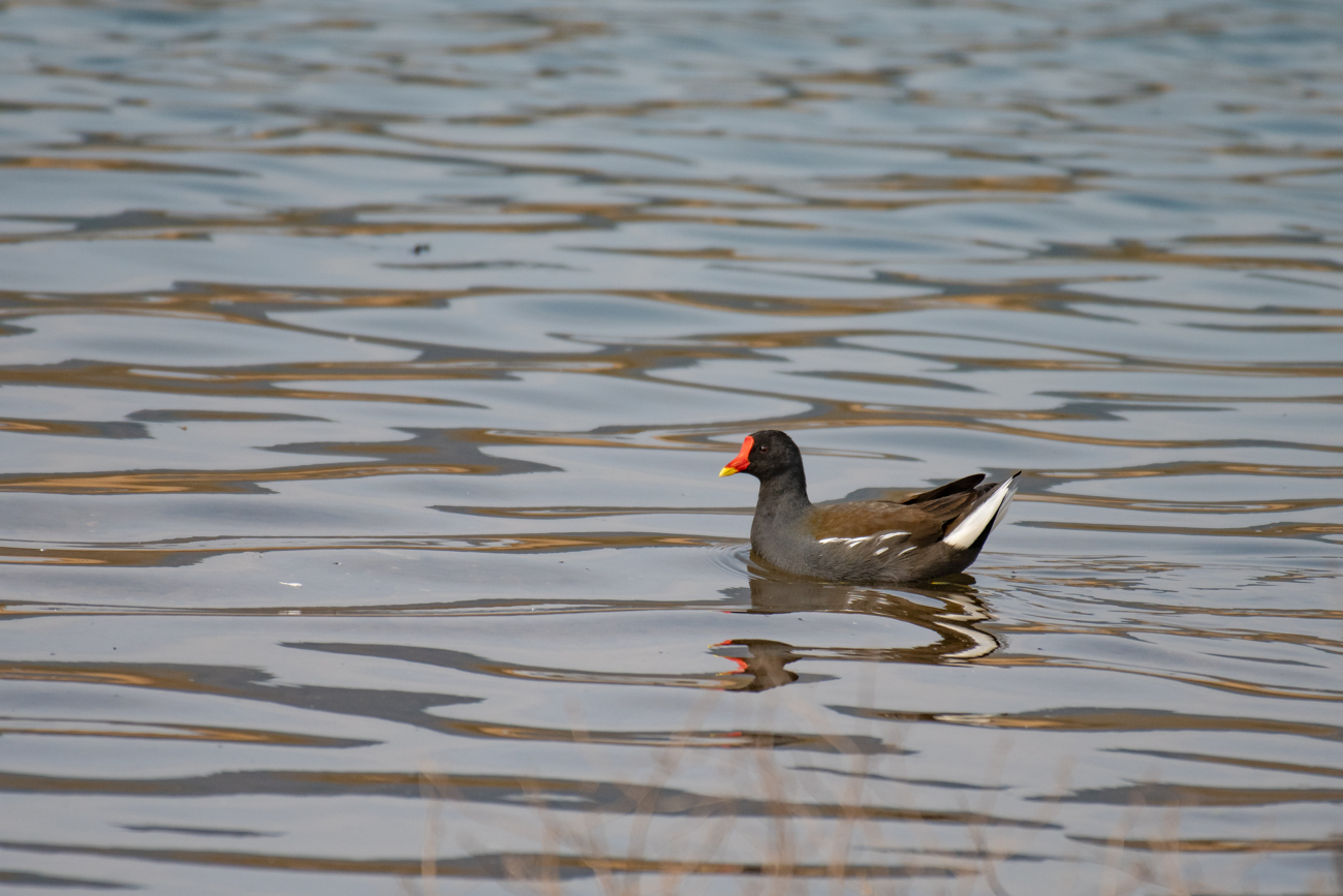 Grünfüßiges Teichhuhn
