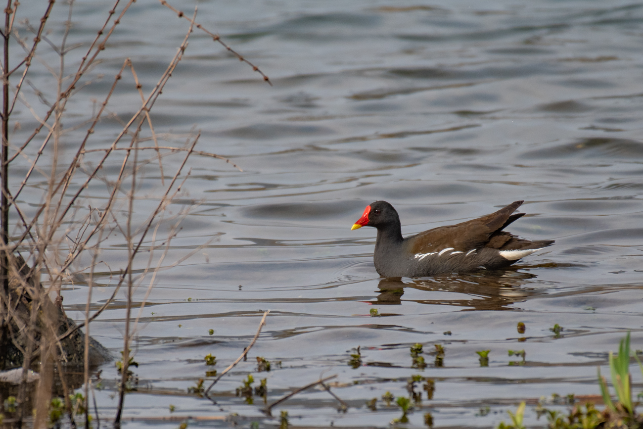 Grünfüßiges Teichhuhn