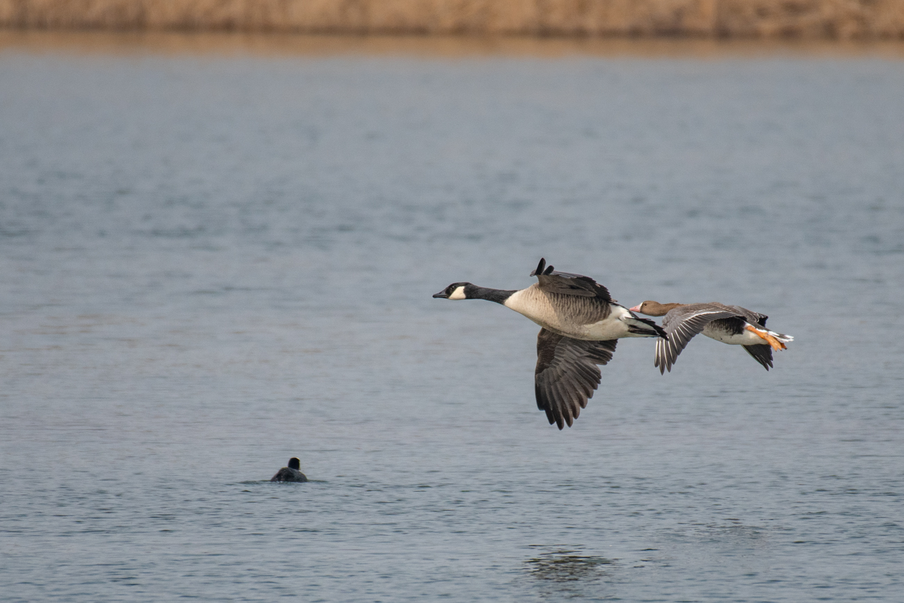 Gänse im Landeanflug