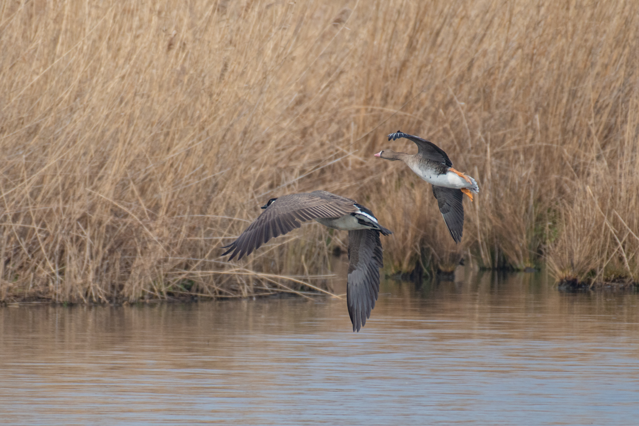 Gänse im Landeanflug