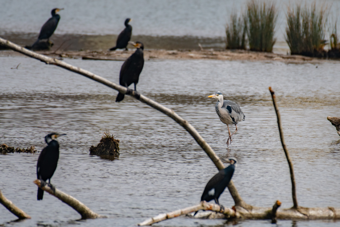 Graureiher zwischen den Kormoranen