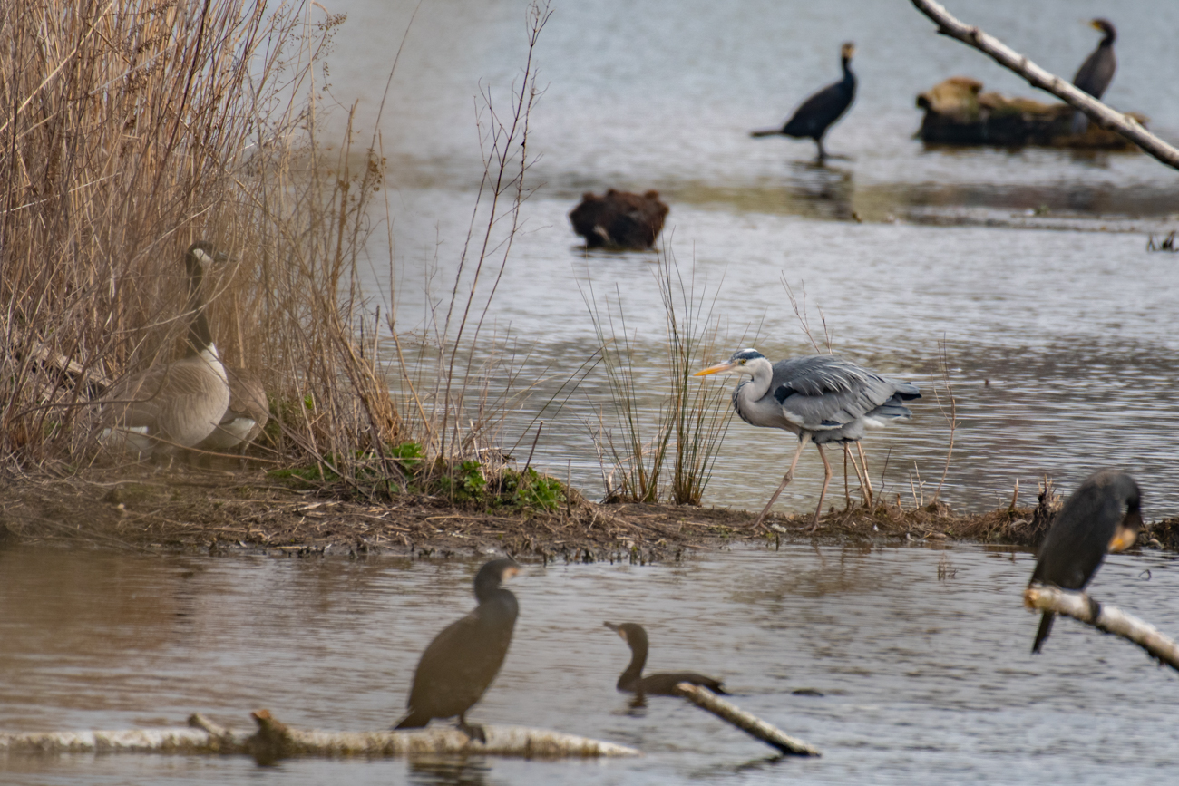 Graureiher zwischen Kormoranen und Kanadagänsen