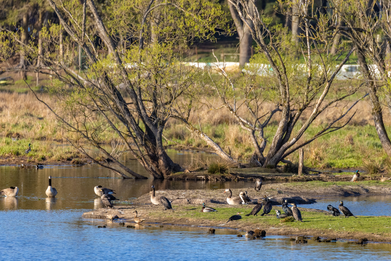 Kanadagänse, Graugänse, Stockenten und Kormorane 