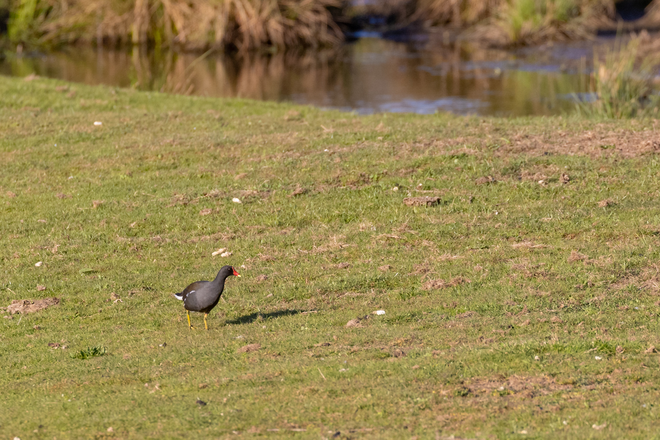 Grünfüßiges Teichhuhn