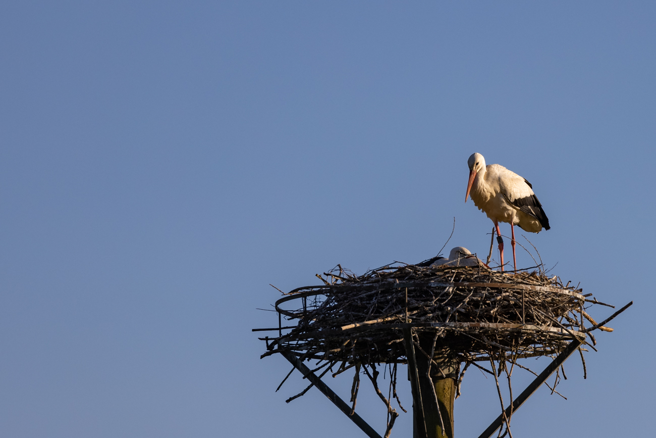 Auch das zweite Nest ist von einem Storchenpaar besetzt