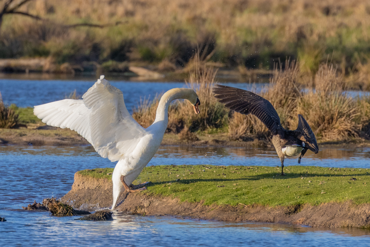 Schwan und Kanadagans beim Streit