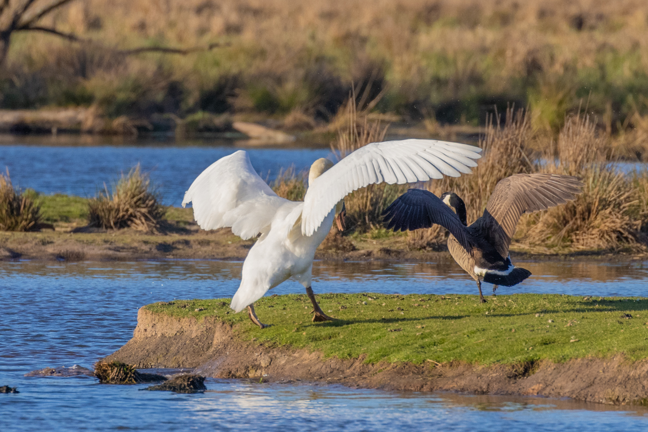 Heftiges Flügelschagen und Gekreische